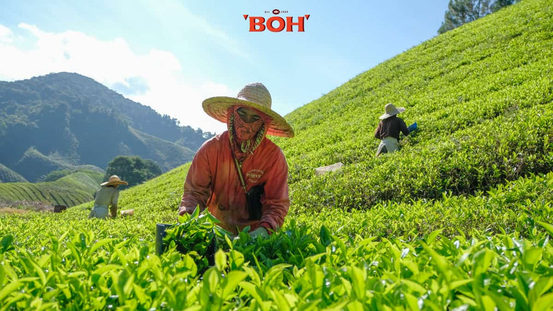 Trồngcácloạitrà BOH đặcbiệt